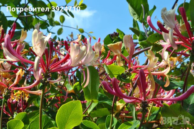 Лоницера-Орлов нокът, храст, снимка 1 - Градински цветя и растения - 46342248