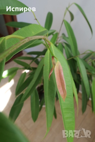 Фикус али, Ficus alii, 3-годишни растения, снимка 11 - Стайни растения - 51544538