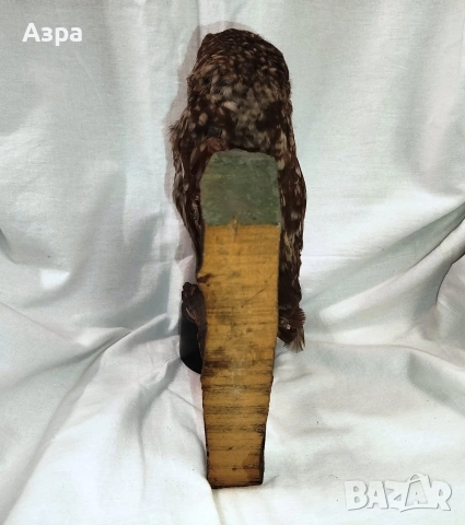 Препарирана сола (Бухал), снимка 15 - други­ - 53656912