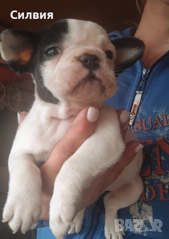 предлагам женски френски булдочита, снимка 3 - Френски булдог - 52582689