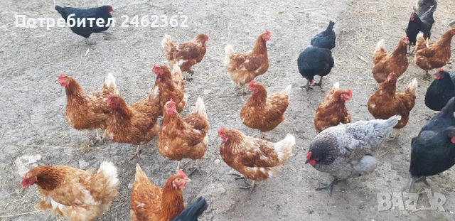 Яйца от свободни кокошки, снимка 2 - Кокошки и пуйки - 54225851