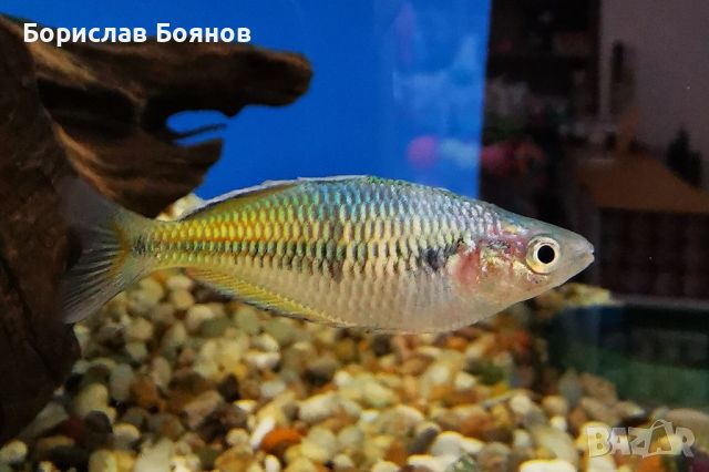 Меланотения босемани / Melanotaenia boesemani / Rainbow fish