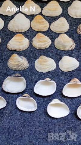 Черупки от стриди, снимка 11 - Морски сувенири - 48439581