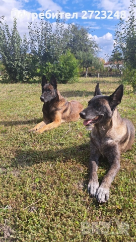 Кученце белгийска овчарка , снимка 4 - Белгийска овчарка - 53131948