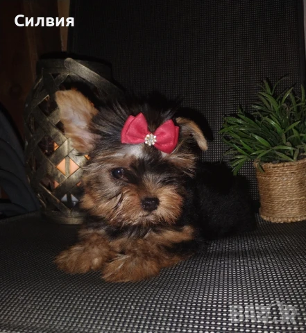 предлагам йоркширски териери , снимка 1