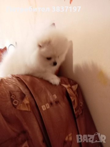 6 мъжки и 1 женско, снимка 6 - Померан - 52996319