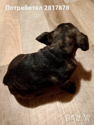 френско булдоче , снимка 5 - Френски булдог - 54258818