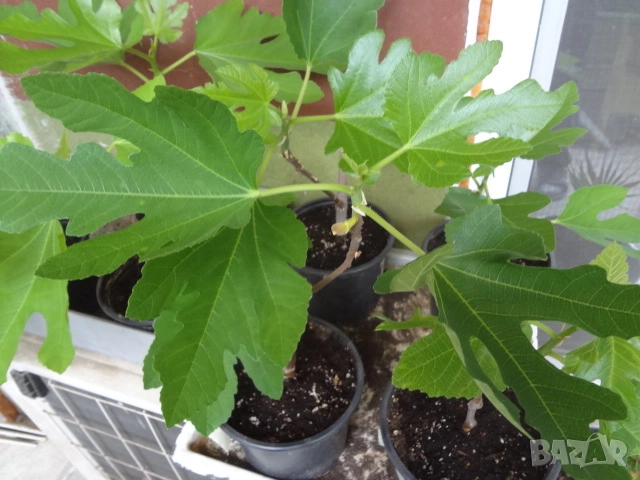 Смокини- 2 сорта в контейнери- Блек Мишън и Брънсуик, снимка 10 - Разсади - 54092194