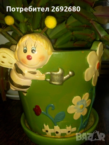 Коледничета в големи керамични саксии , снимка 6 - Стайни растения - 47385426