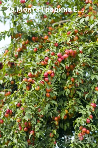 Чери - Косе , снимка 2 - Градински цветя и растения - 53634786