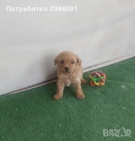 той пудел бебета , снимка 7 - Пудели - 50494020