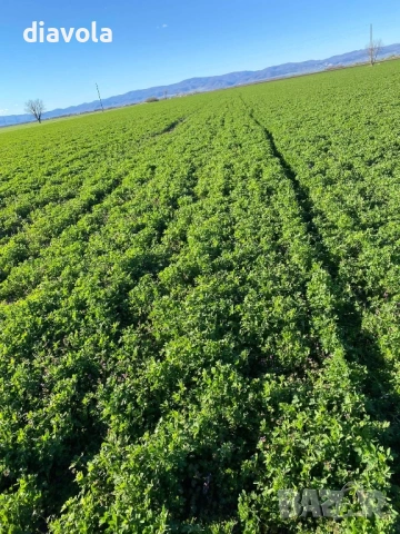 Люцерново семе