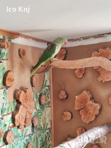 Папагали голям Александър , снимка 4 - Папагали - 51553714