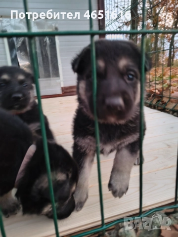 Източноевропейска овчарка, снимка 6 - Други - 52432078