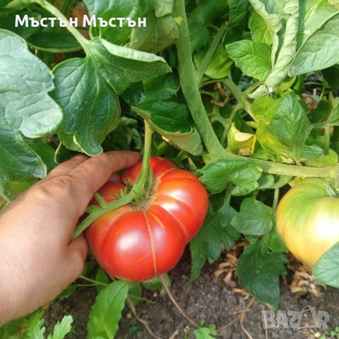 Розов домат 🍅🍅🍅, снимка 3 - Други - 46707963