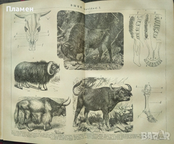 Энциклопедическiй словарь. Томъ 5, снимка 3 - Антикварни и старинни предмети - 53188419