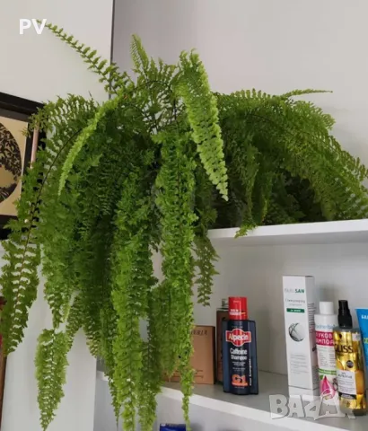 Стайна папрат, къдрава, снимка 3 - Стайни растения - 50145430