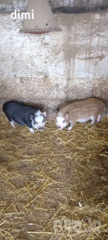 Виетнамски прасенца