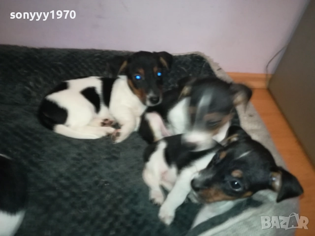 ДЖАК РЪСЕЛ КУЧЕНЦА-ЖЕНСКО ИЛИ МЪЖКО 0410251719, снимка 13 - Джак ръсел териер - 51944592