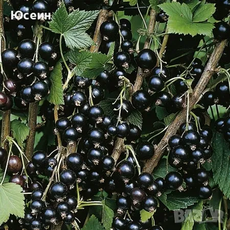 Касис в саксия, снимка 5 - Разсади - 50230570