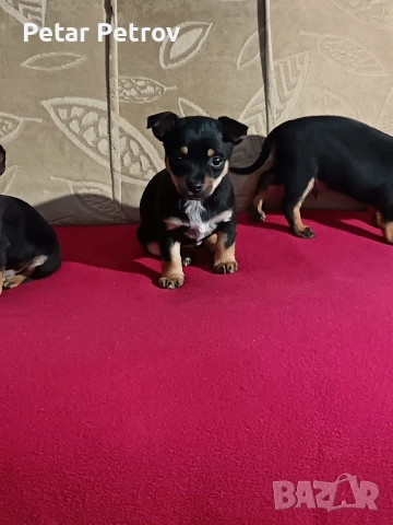 Пинчер мини , снимка 7 - Пинчер - 54250630