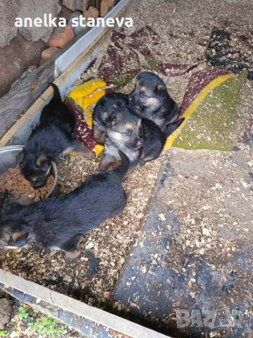 Немски овчарки , снимка 5 - Немска овчарка - 54027748
