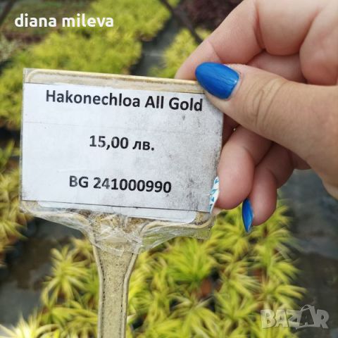  Хаконехлоа, Японска плачеща трева, Hakonechloa macra ALL GOLD, снимка 5 - Градински цветя и растения - 43401522