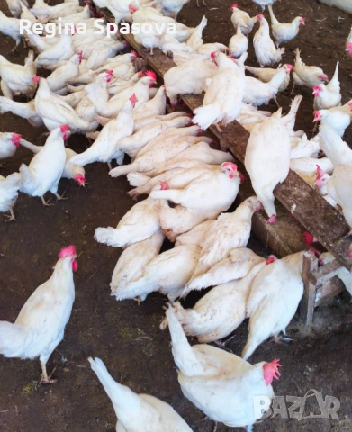 Оплодени яйца, Бял Легхорн , снимка 2 - За птици - 53649790