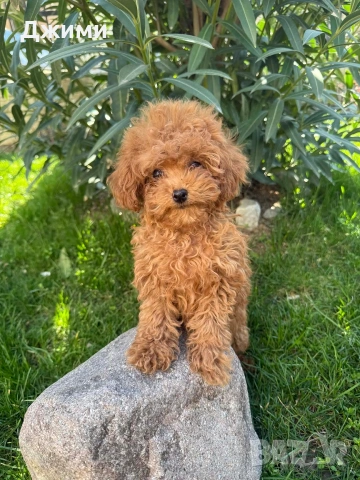 Пудел той !!! 