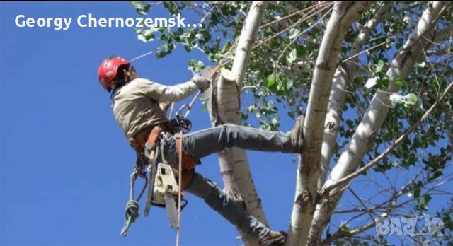 Рязане, отсичане, премахване, на опасни дървета и клони в гр. Пловдив, снимка 7 - Други - 45507322