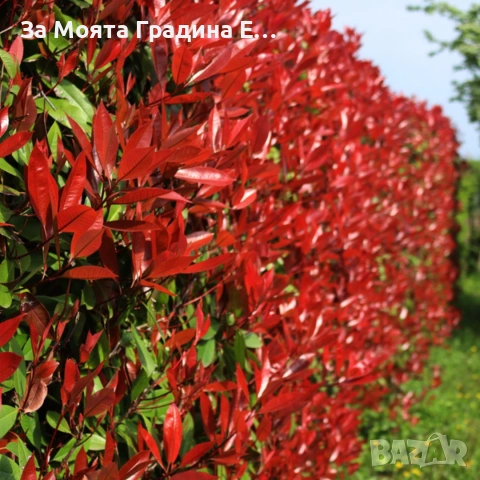 Фотиния за жив плет 2вида 