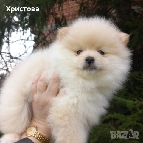 Момченце на 2 месеца, снимка 3 - Померан - 52983556