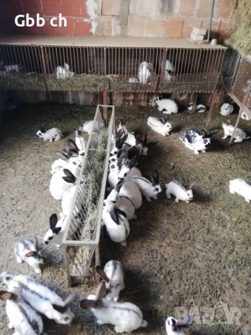 Зайци различна възраст , снимка 8 - За селскостопански - 54301013