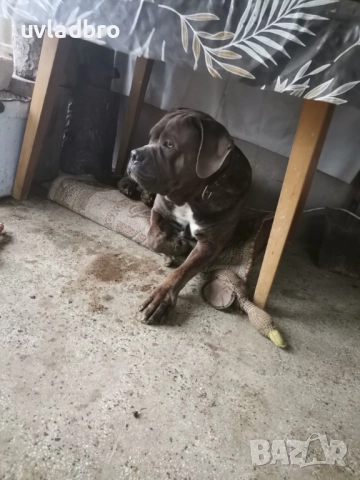 Кане корсо за разплод, снимка 3 - Търси партньор - 51972679