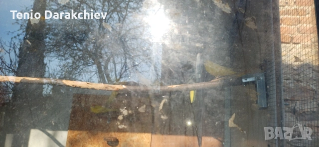 Свободни папагали , снимка 3 - Канари - 53238415