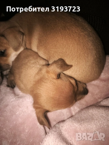 Малки пинчери бебета, снимка 2 - Пинчер - 53383853