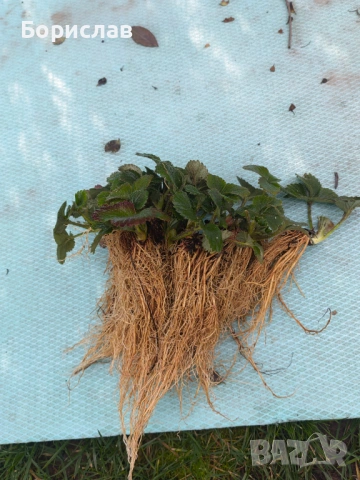 Разсад ягоди "КЛЕРИ", снимка 7 - Разсади - 51137243