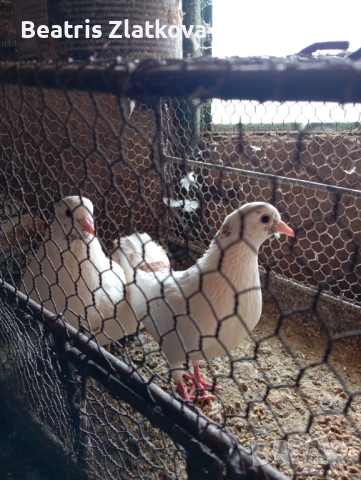 продавам гълъби, снимка 7 - Гълъби - 53924309