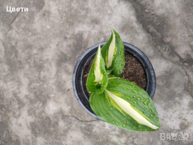 Продавам хоста 