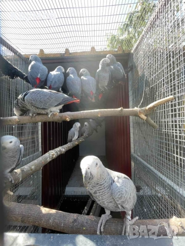  Продавам папагали Жако (African Grey Parrot), снимка 6 - Папагали - 51531679