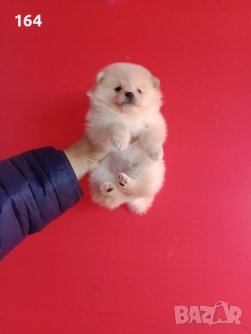 Мъжки и женски Померани. Реални снимки от 12.01.26 г. , снимка 14 - Померан - 52930796