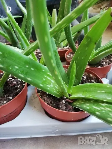 Алое Вера лечебно , снимка 2 - Стайни растения - 36575211