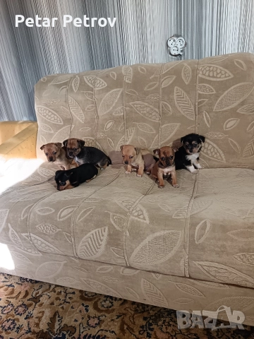 мини чиху пинчер , снимка 12 - Пинчер - 52813031