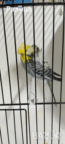 Вълнисто папагалче хогоромо, снимка 1