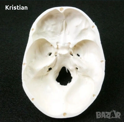 Компактен анатомичен модел на човешки череп, снимка 4 - Медицински консумативи - 53070276