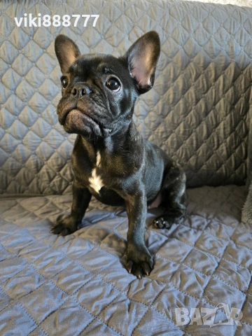 френски булдог на 3м с ваксини и паспорт 