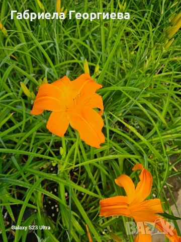 Хемерокалис , снимка 1 - Градински цветя и растения - 46118265
