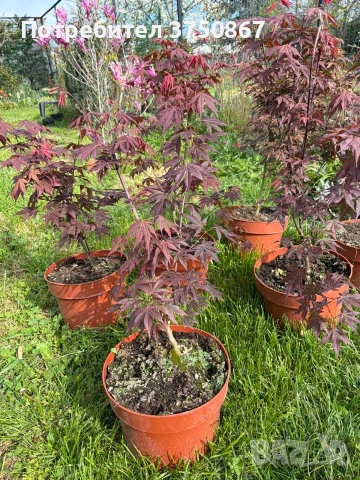 🌿💞🌱 Японски клен ‘Atropurpureum’ (Acer palmatum Atropurpureum), снимка 6 - Градински цветя и растения - 54261832