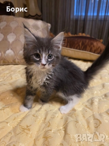 Мейн куун котета