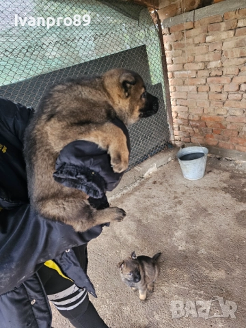 Продавам немски овчарки, снимка 10 - Немска овчарка - 52590063